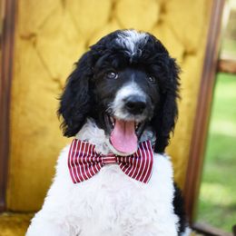 Poodles from Flourishing Fancies