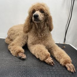 Poodle Puppies from Rhapsody Standard Poodles