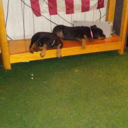 Rottweiler Puppies from Gregory Mulkey's Rottweilers