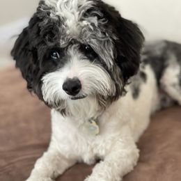 Aussiedoodles, Miniature American Shepherds, and Poodles from Deer Run Farm