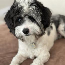 Aussiedoodles, Miniature American Shepherds, and Poodles from Deer Run Farm