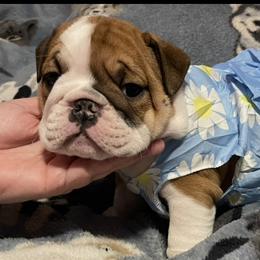 Bulldogs from Davis Bullies