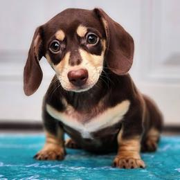 Cappuccino - Chocolate and tan female Dachshund puppy in Mount Sherman, Kentucky from Kaleidoscope Dachshunds and Whippets