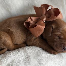 Coconut - Dark golden male Golden Retriever puppy in Moses Lake, Washington from Dune Lakes Goldens