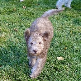 Bedlington Terrier Puppies from Bonnybrook Bedlington Terriers