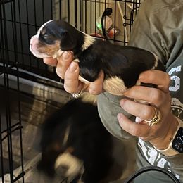 Cavalier King Charles Spaniel Puppies from Foster Cavaliers