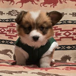 Cocoa - Red female Pembroke Welsh Corgi puppy in Hebron, Kentucky from The Clever Corgi