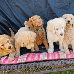 Labradoodle Puppies from Jesus Castro