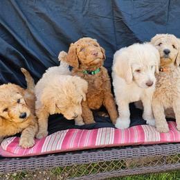 Labradoodle Puppies from Jesus Castro