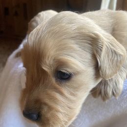 Golden Retrievers from Tomten Farm Goldens