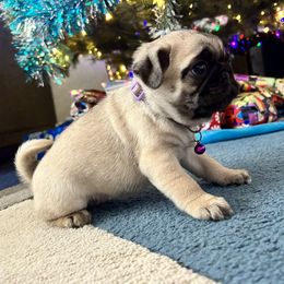 Pug Puppies from A Grumble of Love Kennels