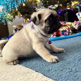 Pug Puppies from A Grumble of Love Kennels