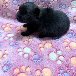 Boy 1 - Black male Pomeranian puppy in Conroe, Texas from Maxi’s Poms, LLC