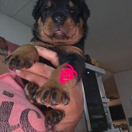Big Red - Black and mahogany male Rottweiler puppy in Greenville, Georgia from Rottbies