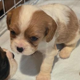 Meeka - Blenheim female Cavalier King Charles Spaniel puppy in Charity, Missouri from Missouri. Cavaliers