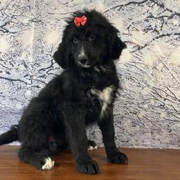 Buttercup - Black and white female Bernedoodle puppy in Owenton, Kentucky from Elagant Acres