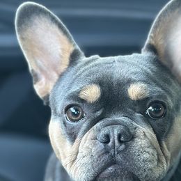 Sophie - French Bulldog