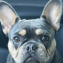Sophie - French Bulldog
