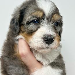 Seth - Blue merle male Bernedoodle puppy in Oologah, Oklahoma from Timber Hills Poodles and Doodles