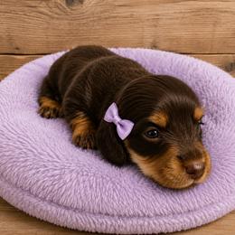Girl 2 - Chocolate and tan female Dachshund puppy in Stroud, Oklahoma from Route 66 Dachshunds