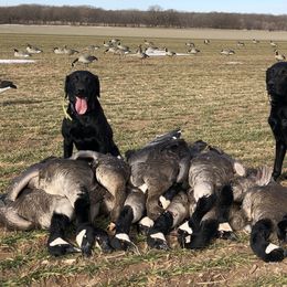 Labrador Retrievers from FowlMasters Outfitters & Kennels
