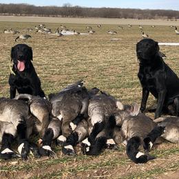 Labrador Retrievers from FowlMasters Outfitters & Kennels