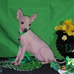 American Hairless Terrier Puppies from Hearts Companions