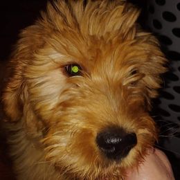 Goldendoodles and Poodles from Kanallakan’s Poodles & Doodles