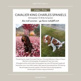 Cavalier King Charles Spaniel puppies from Sage & Paws Puppy co.