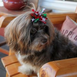 Ellie Mae - Havanese