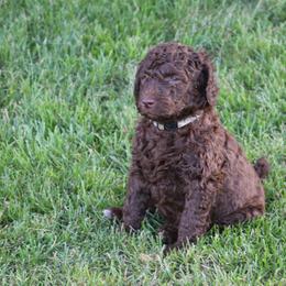 Poodle Puppies from RK'S Pets