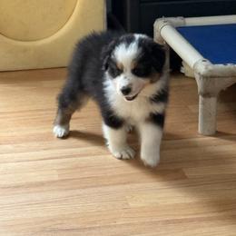 Freckles - Black tri-color female Australian Shepherd puppy in Ballston Lake, New York from Headstrong Australian Shepherds