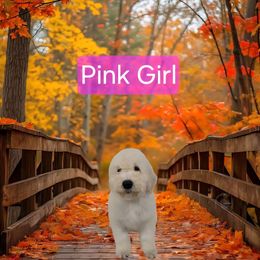 Pink - White female Komondor puppy in Auburn, Kentucky from Christmas Komondors