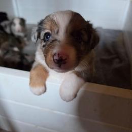 Mustang - Blue merle female Miniature Australian Shepherd puppy in Lithia, Florida from Waterford Doodle Farm