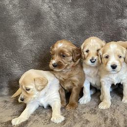 Australian Labradoodle Puppies from Kings Labradoodles