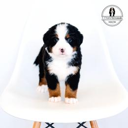 White Collar Female - Flip - Tri-color female Bernese Mountain Dog puppy in Lebanon, Ohio from 3|17 Korte Bernedoodles LLC