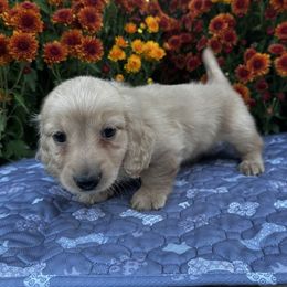 Milo - Cream male Dachshund puppy in Cherry Tree, Oklahoma from Peavine Creek Dachshunds