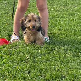 Pebbles - Dachshund