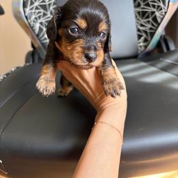 Arthur - Black and tan male Dachshund puppy in Tampa, Florida from EntityDachs
