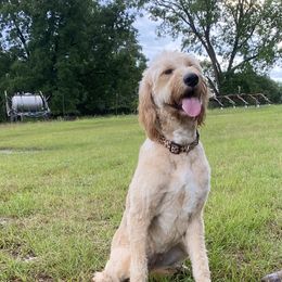 Miller - Goldendoodle