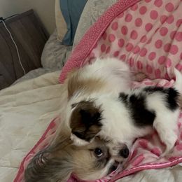 Papillon Puppies from Seven Pillars Papillon