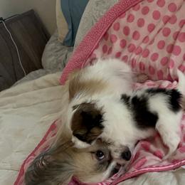 Papillon Puppies from Seven Pillars Papillon