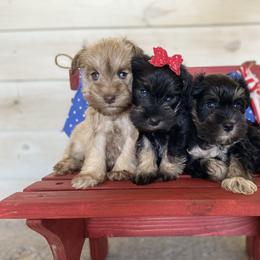 Miniature Schnauzer Puppies from Schnauzers on Robinson Lane