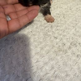 Pekingese and Poodle Puppies from Dogs lovers