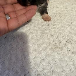 Pekingese and Poodle Puppies from Dogs lovers