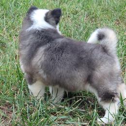 Puppy 2 girl - Tri-color female Pomsky puppy in Gladstone, Virginia from Rustic Charms Miniature Huskys