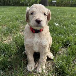 Barrington (Barry) - Fawn and white male Sheepadoodle puppy in Lancaster, Pennsylvania from Bitler Family Puppies