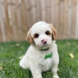 Luigi-Green - Yellow and white male Bernedoodle puppy in Casper, Wyoming from 307 Doodles