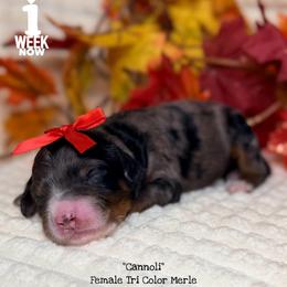 Cannoli - Blue merle female Bernedoodle puppy in Orange, Texas from Walk with Me Doodles