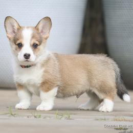 Orange Collar Boy - TRIPLE CLEAR - Sable male Pembroke Welsh Corgi puppy in Lockeford, California from Golden Rose Corgis